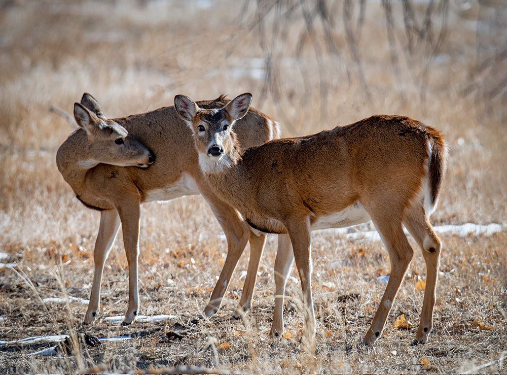 USA-deer